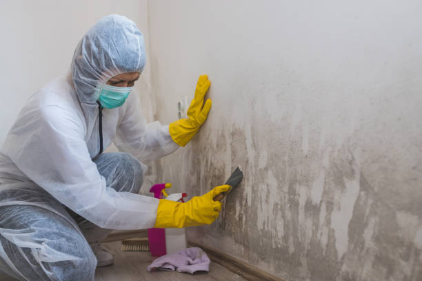 Best Residential Mold Remediation in Carrizo Hill, TX