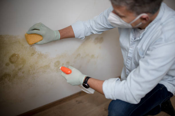 Best Mold Remediation for Specific Building Types in Carrizo Hill, TX