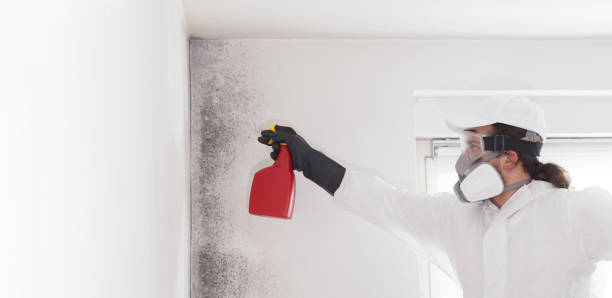 Trusted Carrizo Hill, TX Mold Remediation Experts