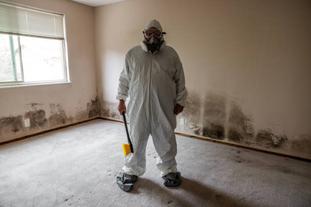 Best Emergency Mold Remediation in Carrizo Hill, TX