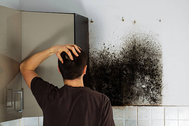 Best Mold Testing and Inspection Services in Carrizo Hill, TX