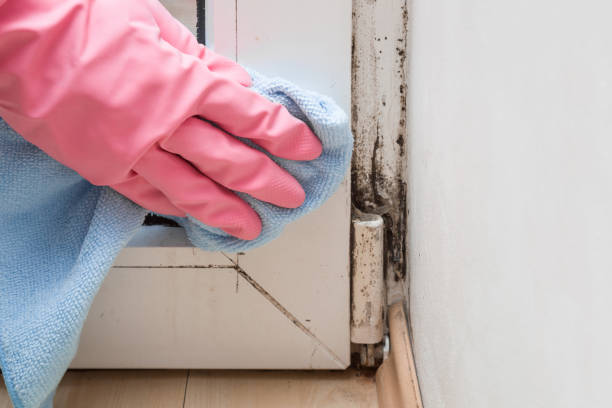Best Black Mold Remediation in Carrizo Hill, TX